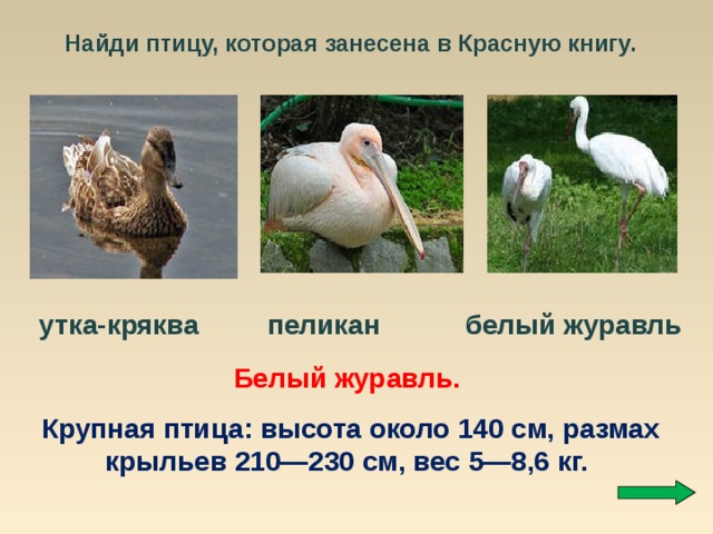 Найди птицу, которая занесена в Красную книгу. утка-кряква пеликан белый журавль Белый журавль. Крупная птица: высота около 140 см, размах крыльев 210—230 см, вес 5—8,6 кг. 