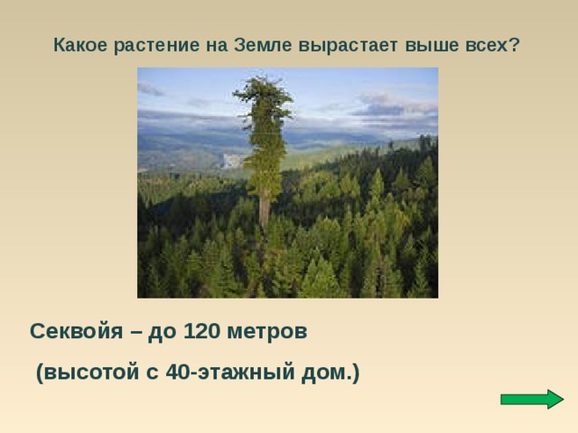 Какое растение на Земле вырастает выше всех? Секвойя – до 120 метров  (высотой с 40-этажный дом.) 
