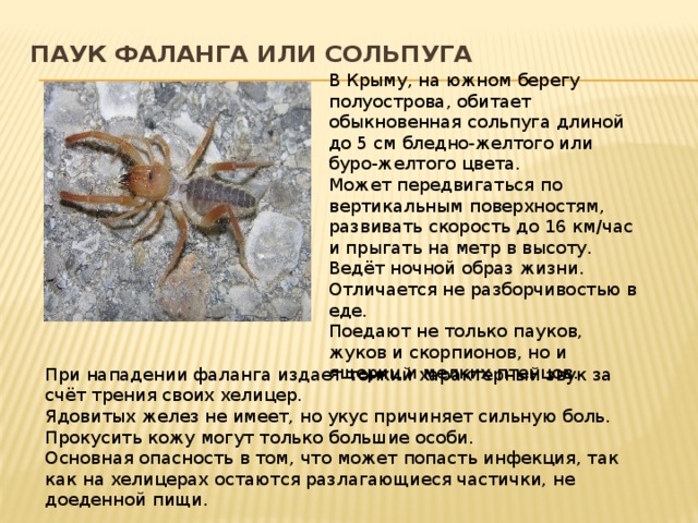 Паук фаланга или сольпуга   В Крыму, на южном берегу полуострова, обитает обыкновенная сольпуга длиной до 5 см бледно-желтого или буро-желтого цвета.   Может передвигаться по вертикальным поверхностям, развивать скорость до 16 км/час и прыгать на метр в высоту.   Ведёт ночной образ жизни.   Отличается не разборчивостью в еде.   Поедают не только пауков, жуков и скорпионов, но и ящериц и мелких птенцов. При нападении фаланга издает тонкий характерный звук за счёт трения своих хелицер. Ядовитых желез не имеет, но укус причиняет сильную боль.   Прокусить кожу могут только большие особи.   Основная опасность в том, что может попасть инфекция, так как на хелицерах остаются разлагающиеся частички, не доеденной пищи. 