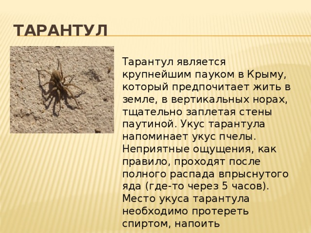 Тарантул Тарантул является крупнейшим пауком в Крыму, который предпочитает жить в земле, в вертикальных норах, тщательно заплетая стены паутиной. Укус тарантула напоминает укус пчелы. Неприятные ощущения, как правило, проходят после полного распада впрыснутого яда (где-то через 5 часов). Место укуса тарантула необходимо протереть спиртом, напоить пострадавшего чаем и обеспечить ему полный покой. 