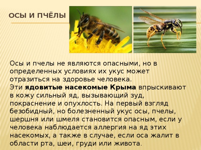 Осы и пчёлы   Осы и пчелы не являются опасными, но в определенных условиях их укус может отразиться на здоровье человека. Эти  ядовитые   насекомые Крыма  впрыскивают в кожу сильный яд, вызывающий зуд, покраснение и опухлость. На первый взгляд безобидный, но болезненный укус осы, пчелы, шершня или шмеля становится опасным, если у человека наблюдается аллергия на яд этих насекомых, а также в случае, если оса жалит в области рта, шеи, груди или живота . 