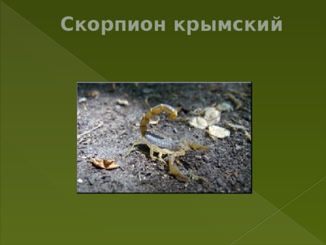 Скорпион крымский   
