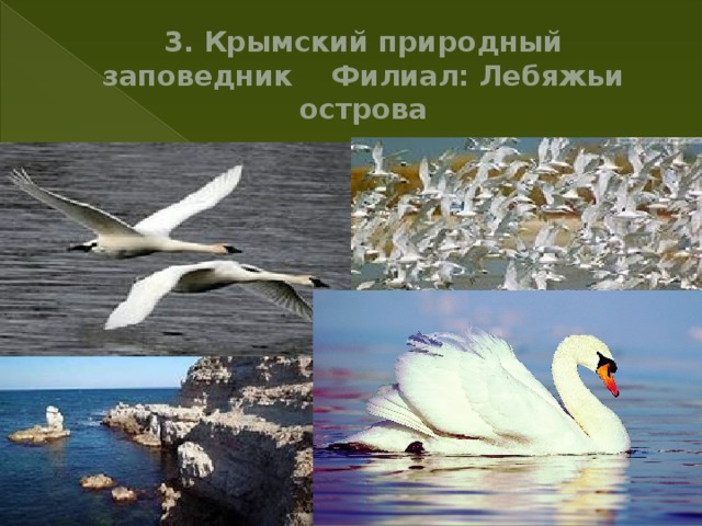 3. Крымский природный заповедник Филиал: Лебяжьи острова 