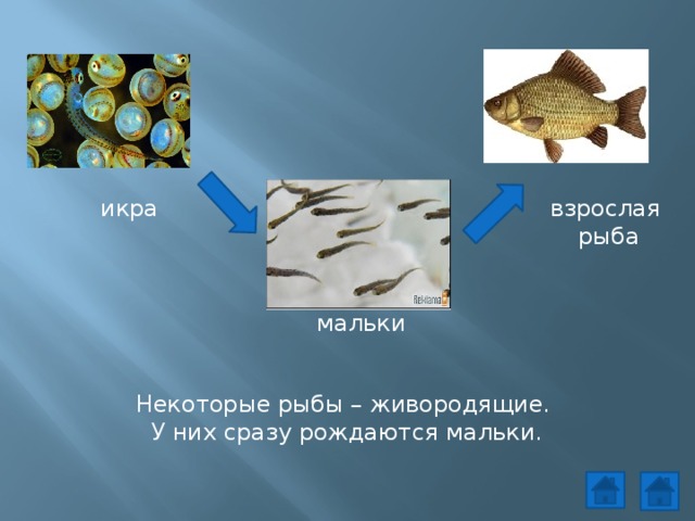 Икра малек рыба схема для детей