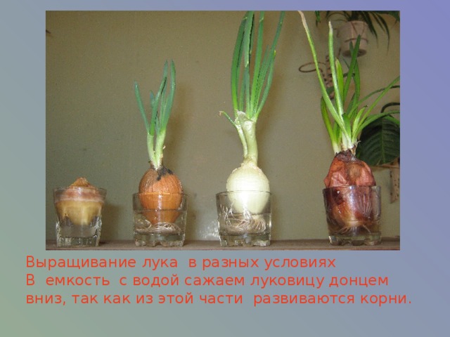 Выращивание лука в разных условиях  В емкость с водой сажаем луковицу донцем вниз, так как из этой части развиваются корни.   