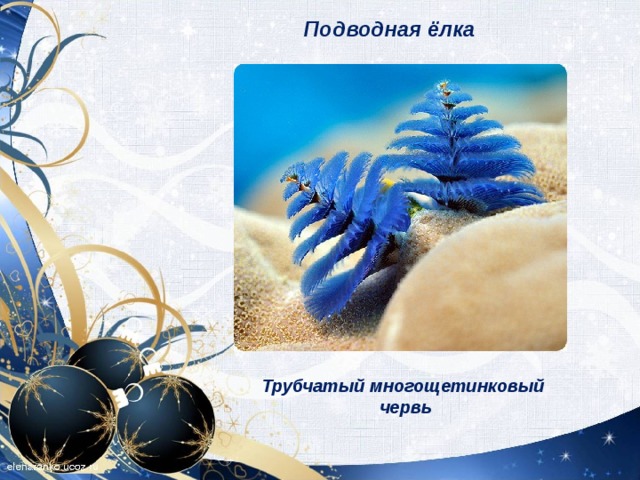 Подводная ёлка   Трубчатый многощетинковый червь   