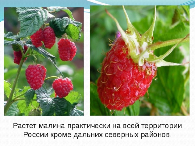 Растет малина практически на всей территории России кроме дальних северных районов . 