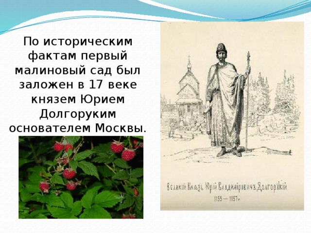 По историческим фактам первый малиновый сад был заложен в 17 веке князем Юрием Долгоруким основателем Москвы. 