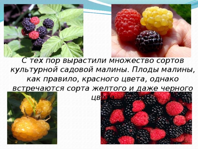 С тех пор вырастили множество сортов культурной садовой малины. Плоды малины, как правило, красного цвета, однако встречаются сорта желтого и даже черного цвета 