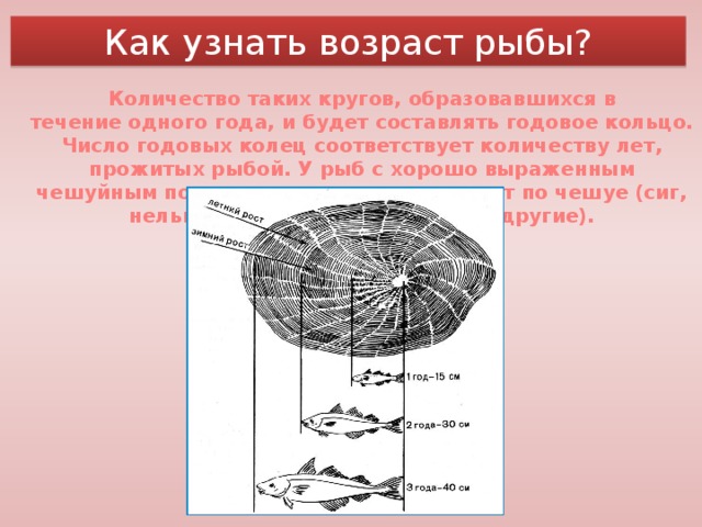 Возраст рыбы. Как определить Возраст рыбы. Как можно определить Возраст рыбы. Как узнать Возраст рыбы. Как определить сколько лет рыбе.