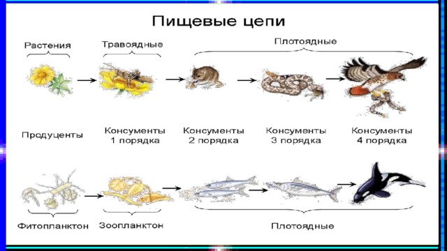 Пищевая цепь презентация