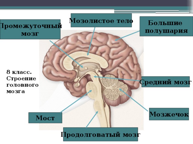 Мозолистое тело картинка