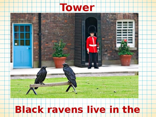 Tower  Black ravens live in the Tower 