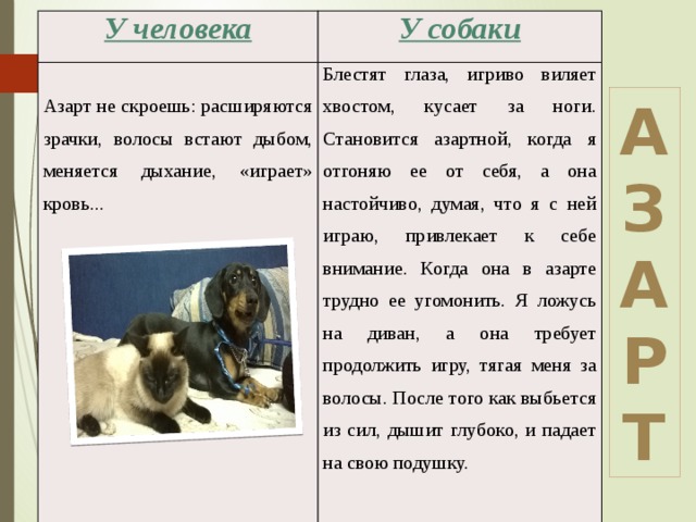 Сонник укусили собаки во сне. Что означает когда во сне кусает собака. Хвост виляет собакой. Что означает когда собака виляет хвостом. Почему собака виляет хвостом.