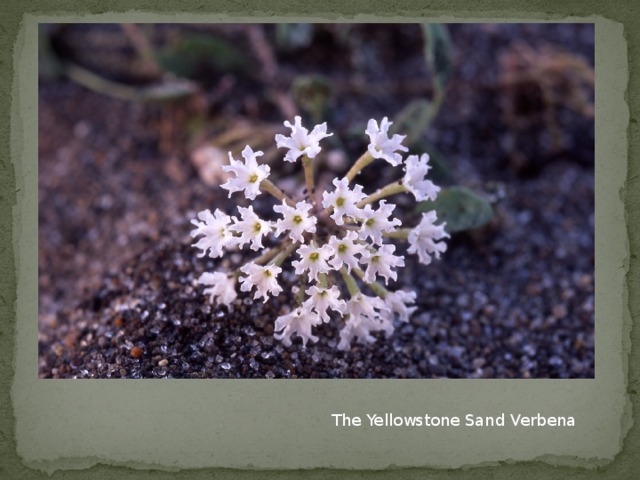 The Yellowstone Sand Verbena 