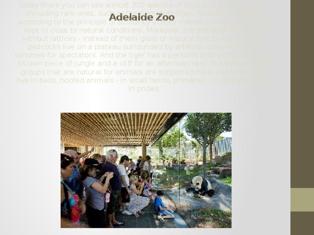 Adelaide Zoo Adelaide Zoo, founded in 1883, is one of the oldest zoos in Australia. Today there you can see almost 300 species of local and exotic animals, including rare ones, such as the Sumatran tiger. Animals are united according to the principle of similarity of their habitat conditions and are kept in close to natural conditions. Moreover, the zoo stuff tries to do without lattices - instead of them glass or natural fences are used. So, peacocks live on a plateau surrounded by artificial rocks with large windows for spectators. And the tiger has a personal pool with a waterfall, its own piece of jungle and a cliff for an afternoon rest. In addition, social groups that are natural for animals are supported here: paired animals live in twos, hoofed animals - in small herds, primates - in families, lions - in prides. 
