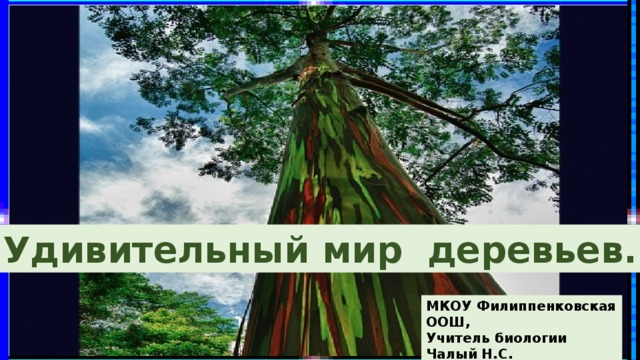 Удивительный мир деревьев. МКОУ Филиппенковская ООШ, Учитель биологии Чалый Н.С.  2019 г. 