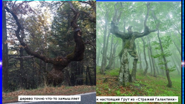 дерево точно что-то замышляет Как настоящий Грут из «Стражей Галактики» 