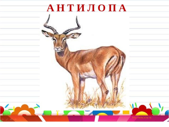 А Н Т И Л О П А 