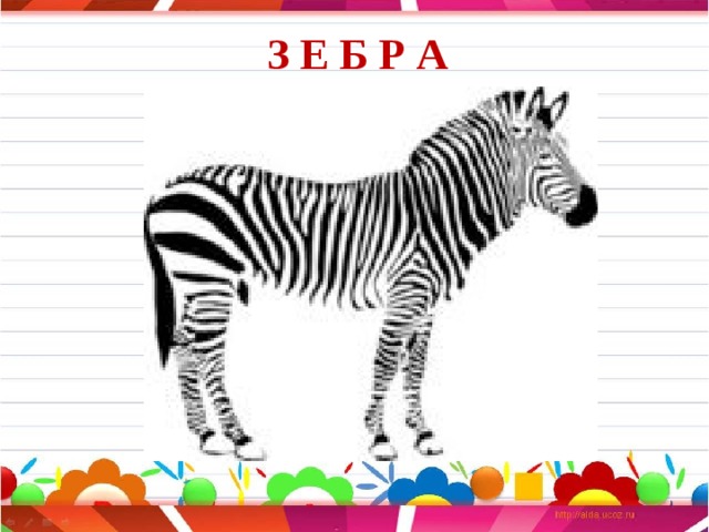 З Е Б Р А 