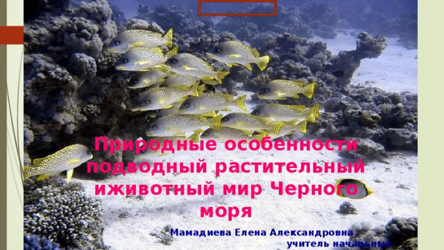 Природные особенности подводный растительный иживотный мир Черного моря Мамадиева Елена Александровна учитель начальных классов 