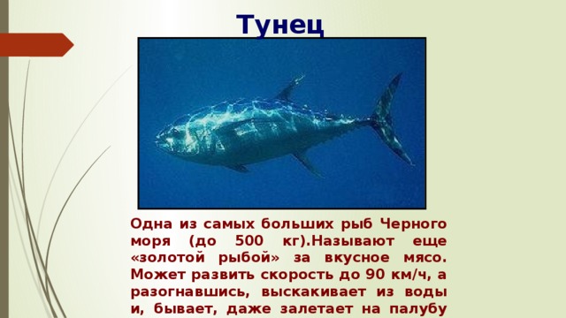 Тунец Одна из самых больших рыб Черного моря (до 500 кг).Называют еще «золотой рыбой» за вкусное мясо. Может развить скорость до 90 км/ч, а разогнавшись, выскакивает из воды и, бывает, даже залетает на палубу судна. 