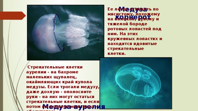 Медуза корнерот Ее легко отличить по мясистому, похожему на колокол, куполу и тяжелой бороде ротовых лопастей под ним. На этих кружевных лопастях и находятся ядовитые стрекательные клетки.  Стрекательные клетки аурелии - на бахроме маленьких щупалец, окаймляющих край купола медузы. Если трогали медузу, даже дохлую - ополосните руки - на них могут остаться стрекательные клетки, и если потом вы потрете ими глаза - обожжетесь. Медуза аурелия 