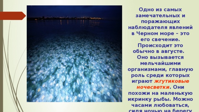 Одно из самых замечательных и поражающих наблюдателя явлений в Черном море – это его свечение. Происходит это обычно в августе. Оно вызывается мельчайшими организмами, главную роль среди которых играют жгутиковые ночесветки . Они похожи на маленькую икринку рыбы. Можно часами любоваться, сидя ночью на берегу моря, как вспыхивает яркими искрами набегающая на берег волна.   