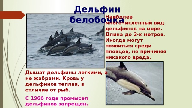 Дельфин белобочка Наиболее многочисленный вид дельфинов на море. Длина до 2-х метров. Иногда могут появиться среди пловцов, не причиняя никакого вреда. Дышат дельфины легкими, а не жабрами. Кровь у дельфинов теплая, в отличие от рыб. С 1966 года промысел дельфинов запрещен.  