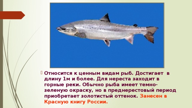 Относится к ценным видам рыб. Достигает в длину 1м и более. Для нереста заходит в горные реки. Обычно рыба имеет темно-зеленую окраску, но в преднерестовый период приобретает золотистый оттенок. Занесен в Красную книгу России. 