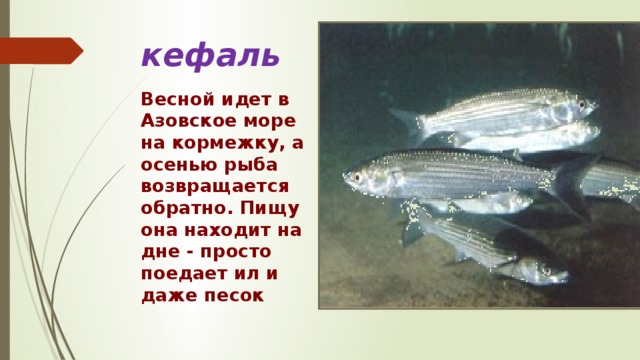 кефаль Весной идет в Азовское море на кормежку, а осенью рыба возвращается обратно. Пищу она находит на дне - просто поедает ил и даже песок 