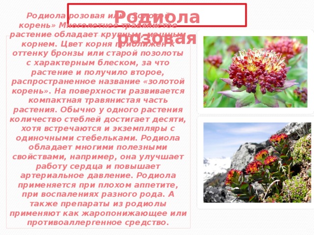 Родиола розовая Родиола розовая или «Золотой корень» Многолетнее травянистое растение обладает крупным, мощным корнем. Цвет корня приближен к оттенку бронзы или старой позолоты с характерным блеском, за что растение и получило второе, распространенное название «золотой корень». На поверхности развивается компактная травянистая часть растения. Обычно у одного растения количество стеблей достигает десяти, хотя встречаются и экземпляры с одиночными стебельками. Родиола обладает многими полезными свойствами, например, она улучшает работу сердца и повышает артериальное давление. Родиола применяется при плохом аппетите, при воспалениях разного рода. А также препараты из родиолы применяют как жаропонижающее или противоаллергенное средство. 