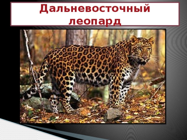 Дальневосточный леопард 