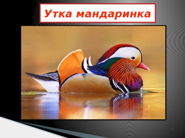 Утка мандаринка 