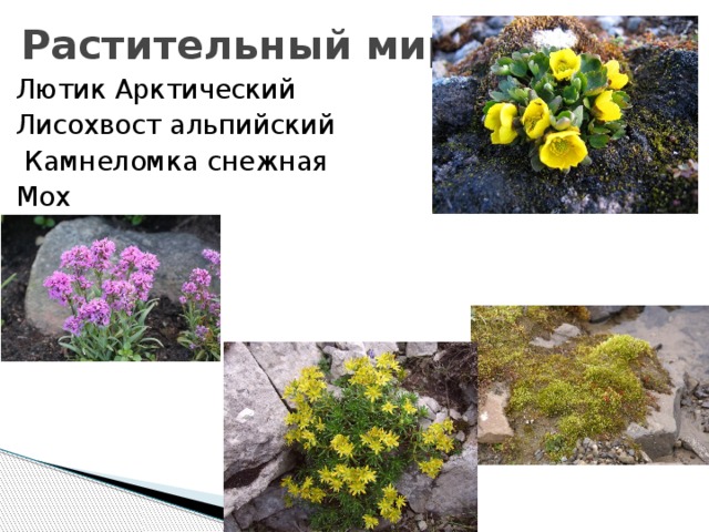 Растительный мир Лютик Арктический Лисохвост альпийский  Камнеломка снежная Мох