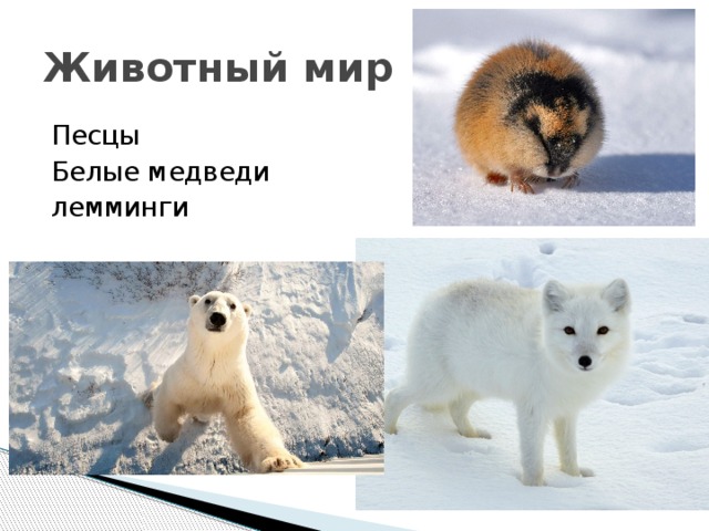 Животный мир Песцы Белые медведи лемминги