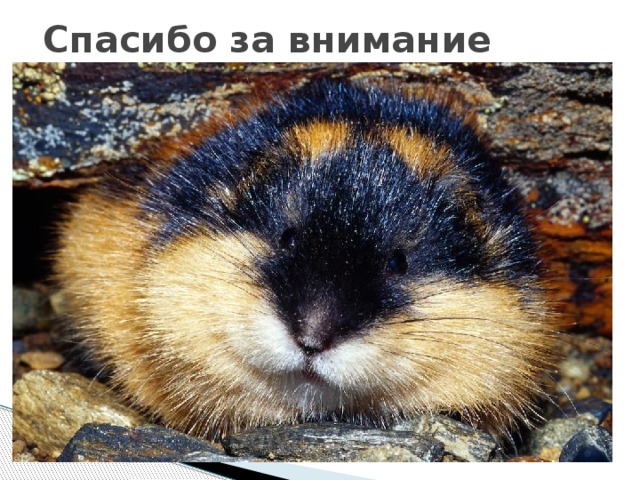 Спасибо за внимание