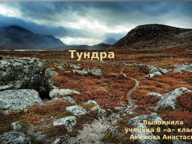 Тундра Выполнила ученица 8 «а» класса Акимова Анастасия