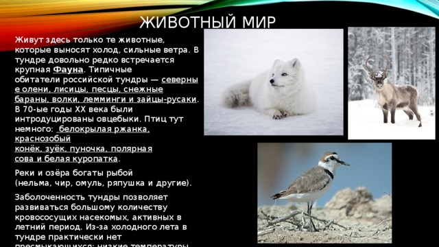 Животный мир Живут здесь только те животные, которые выносят холод, сильные ветра. В тундре довольно редко встречается крупная  Фауна . Типичные обитатели российской тундры —  северные олени, лисицы, песцы, снежные бараны, волки, лемминги и зайцы-русаки . В 70-ые годы XX века были интродуцированы овцебыки. Птиц тут немного:   белокрылая ржанка, краснозобый конёк, зуёк, пуночка, полярная сова и белая куропатка . Реки и озёра богаты рыбой (нельма, чир, омуль, ряпушка и другие). Заболоченность тундры позволяет развиваться большому количеству кровососущих насекомых, активных в летний период. Из-за холодного лета в тундре практически нет пресмыкающихся: низкие температуры ограничивают возможность жизнедеятельности хладнокровных животных.
