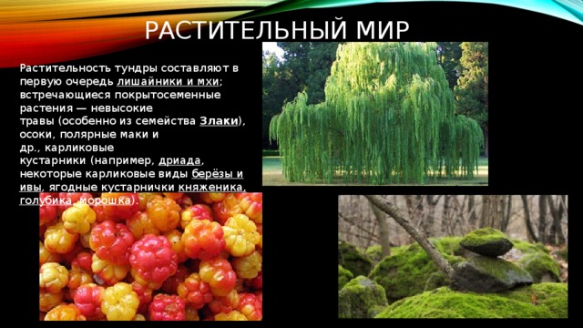 Растительный мир Растительность тундры составляют в первую очередь  лишайники и мхи ; встречающиеся покрытосеменные растения — невысокие травы (особенно из семейства  Злаки ), осоки, полярные маки и др., карликовые кустарники (например, дриада , некоторые карликовые виды  берёзы и ивы , ягодные кустарнички  княженика, голубика, морошка ).