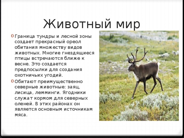 Температура в тундре и лесотундре. Животные лесотундры презентация. Животный мир лесотундры кратко. Животные лесотундры в России. Лесотундра сообщение животные.