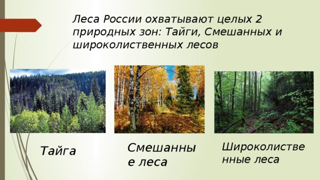 Смешанный лес 4 класс окружающий. Тайга смешанный и широколиственный лес.