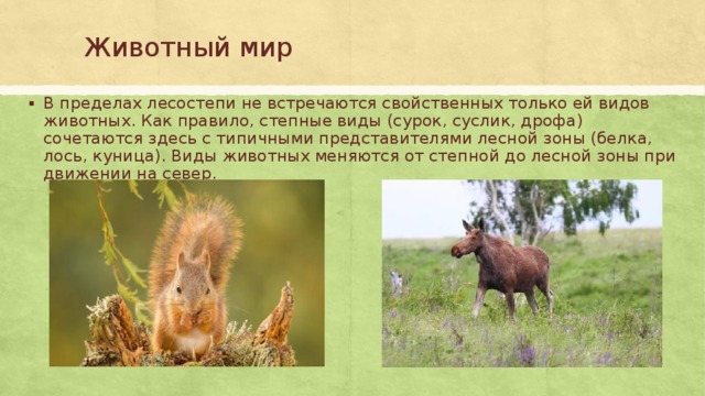 Животные лесостепи. Растительный и животный мир лесостепи и степи. Животный мир лесостепи в России. Животный мир лесостепи в России кратко.