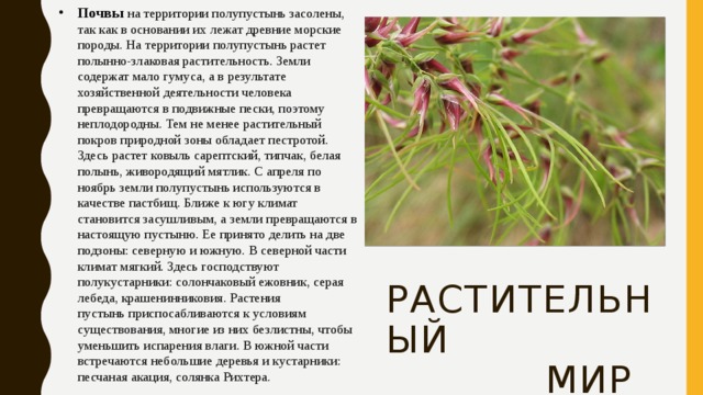 Почвы  на территории полупустынь засолены, так как в основании их лежат древние морские породы. На территории полупустынь растет полынно-злаковая растительность. Земли содержат мало гумуса, а в результате хозяйственной деятельности человека превращаются в подвижные пески, поэтому неплодородны. Тем не менее растительный покров природной зоны обладает пестротой. Здесь растет ковыль сарептский, типчак, белая полынь, живородящий мятлик. С апреля по ноябрь земли полупустынь используются в качестве пастбищ. Ближе к югу климат становится засушливым, а земли превращаются в настоящую пустыню. Ее принято делить на две подзоны: северную и южную. В северной части климат мягкий. Здесь господствуют полукустарники: солончаковый ежовник, серая лебеда, крашенинниковия. Растения пустынь приспосабливаются к условиям существования, многие из них безлистны, чтобы уменьшить испарения влаги. В южной части встречаются небольшие деревья и кустарники: песчаная акация, солянка Рихтера.