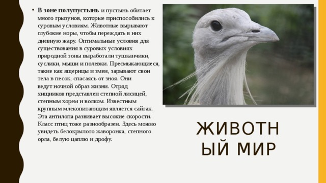 В зоне полупустынь и пустынь обитает много грызунов, которые приспособились к суровым условиям. Животные вырывают глубокие норы, чтобы переждать в них дневную жару. Оптимальные условия для существования в суровых условиях природной зоны выработали тушканчики, суслики, мыши и полевки. Пресмыкающиеся, такие как ящерицы и змеи, зарывают свои тела в песок, спасаясь от зноя. Они ведут ночной образ жизни. Отряд хищников представлен степной лисицей, степным хорем и волком. Известным крупным млекопитающим является сайгак. Эта антилопа развивает высокие скорости. Класс птиц тоже разнообразен. Здесь можно увидеть белокрылого жаворонка, степного орла, белую цаплю и дрофу.