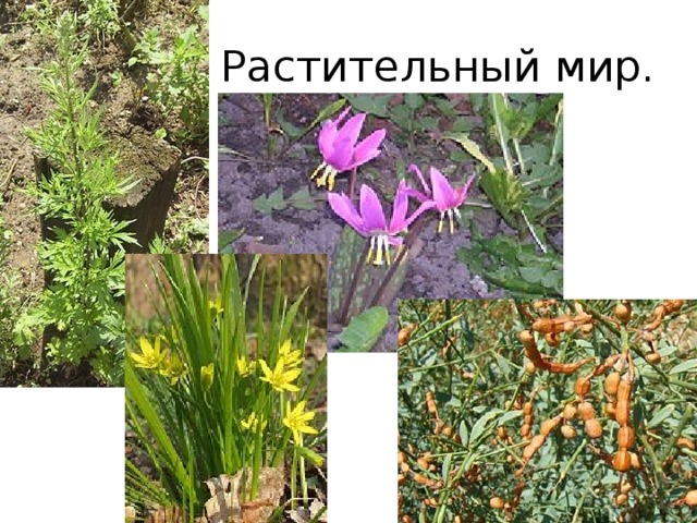 Растительный мир.