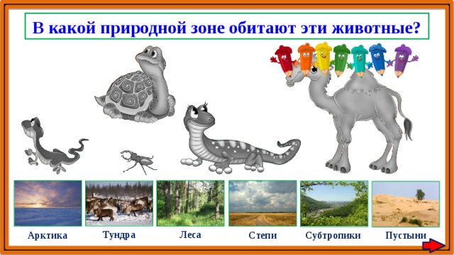 Черепаха в какой природной зоне обитает. В каких природных зонах обитают эти животные. Какие животные обитают в природных зонах России. Белка природная зона обитания. В какой природной зоне обитает лошадь.