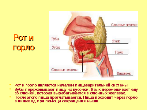 Какой цифрой на рисунке обозначен орган пищеварительный сок которого содержит соляную кислоту