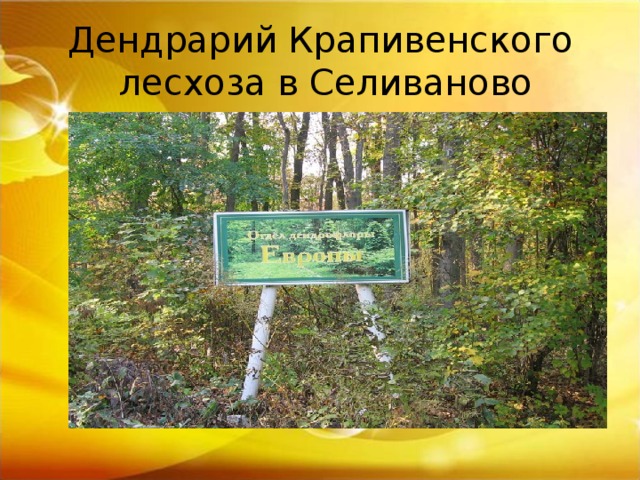Дендрарий Крапивенского  лесхоза в Селиваново 