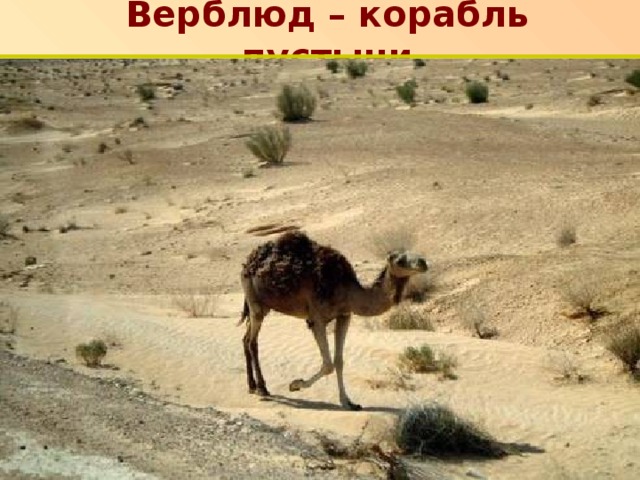 Верблюд – корабль пустыни п 